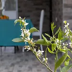 Lale - 4 Bed With Kitchen And Garden! Villa Serik